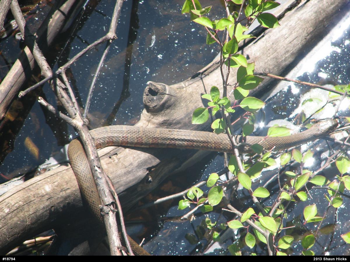 Northern Watersnake