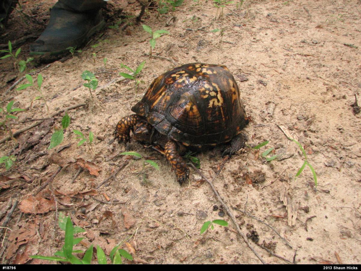 Eastern Box Turtle