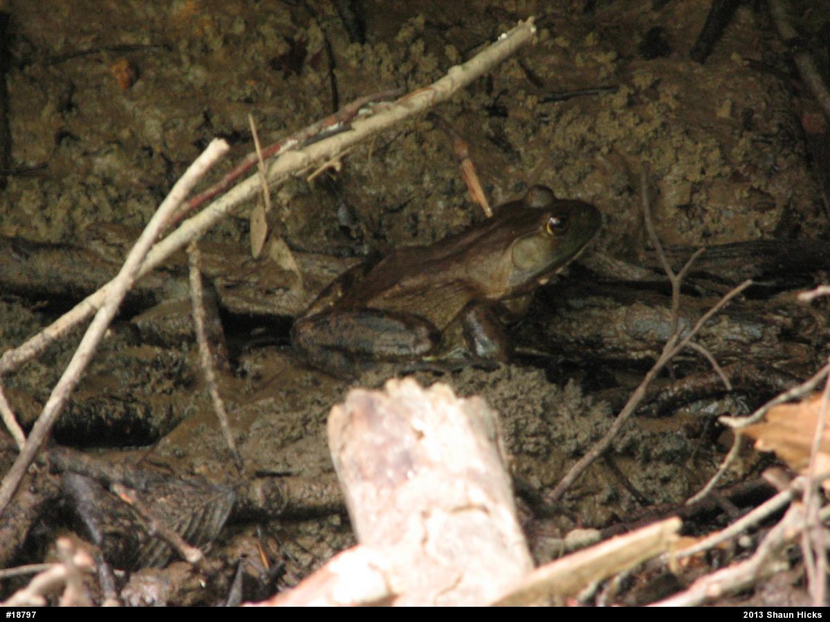 American Bullfrog