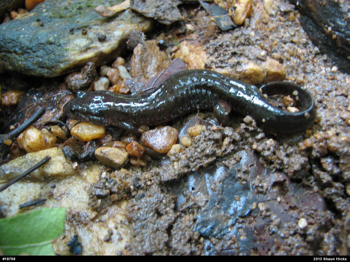 Northern Dusky Salamander