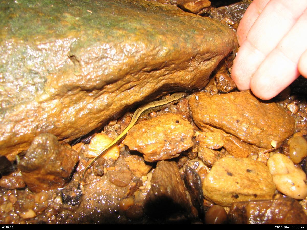 Northern Two-lined Salamander