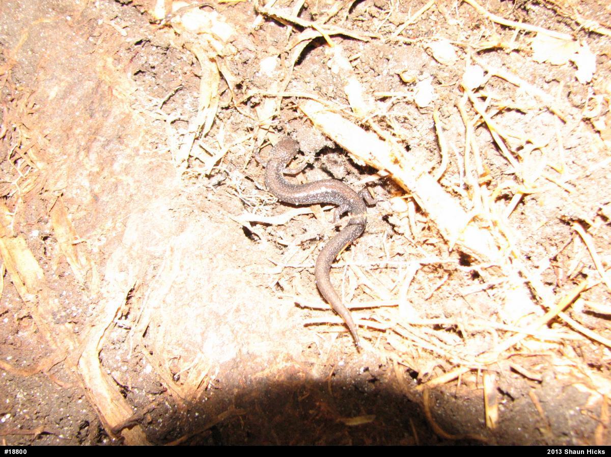 Eastern Red-backed  Salamander