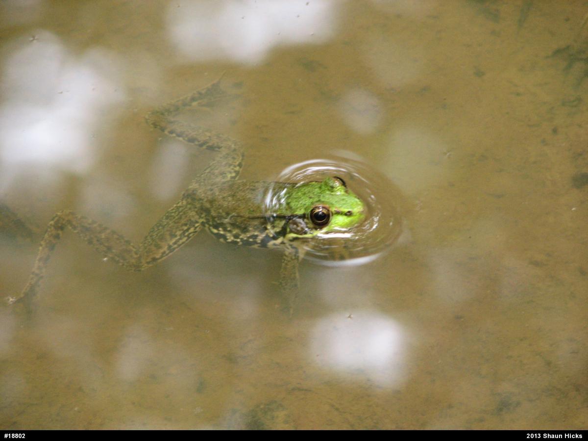 Green Frog