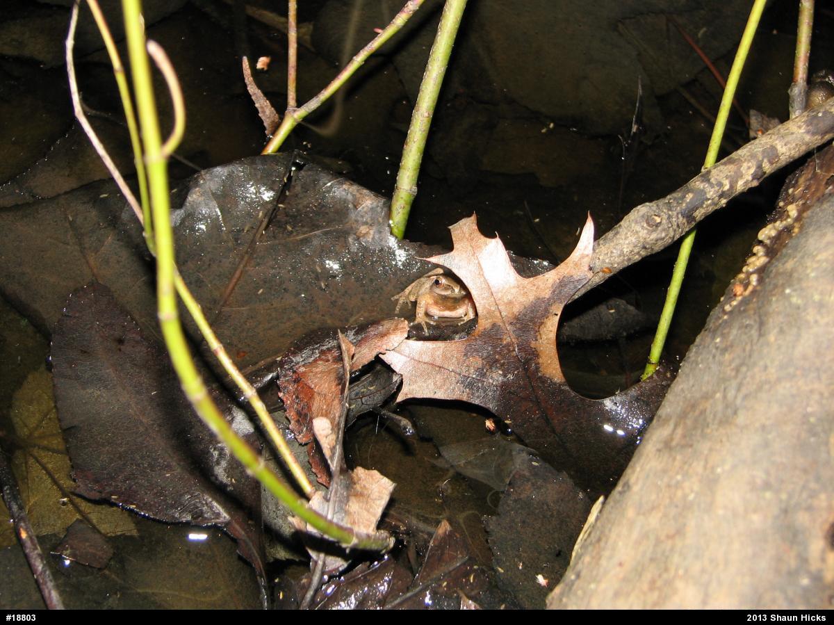Wood Frog