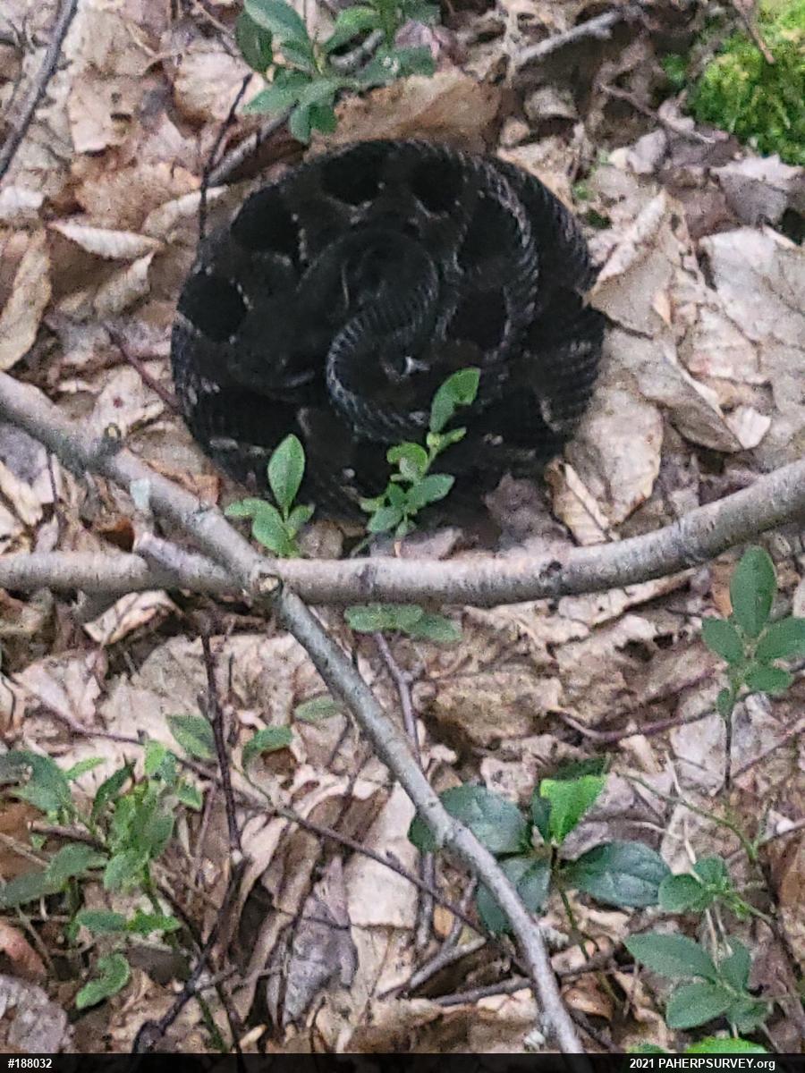 Timber Rattlesnake