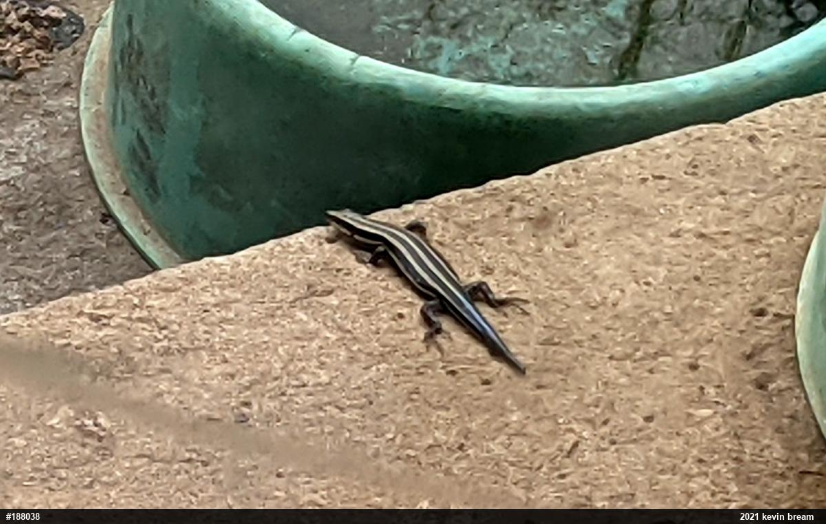 Common Five-lined Skink