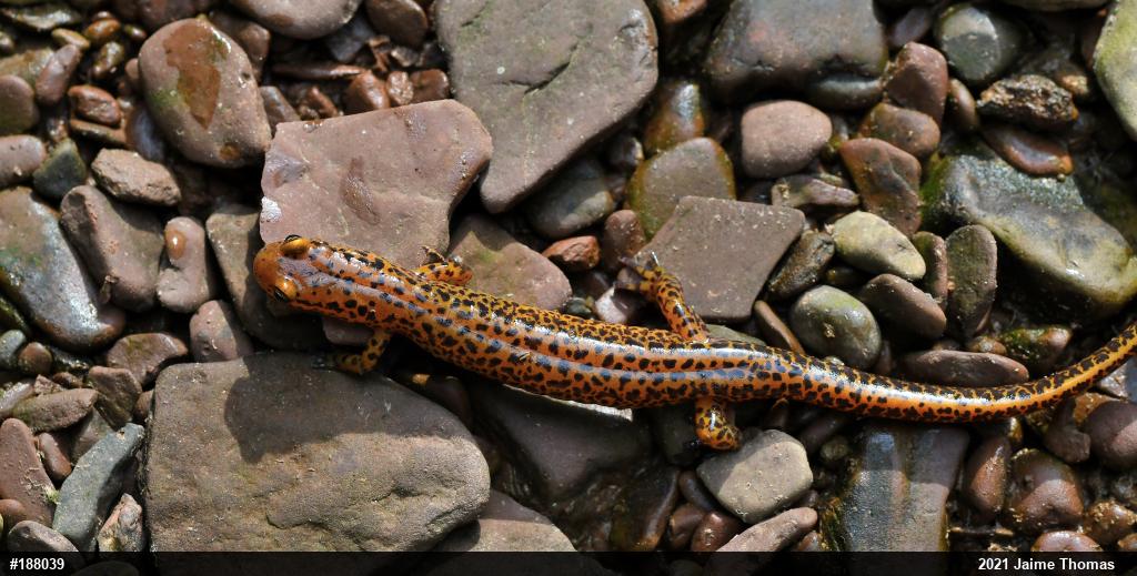 Eastern Long-tailed Salamander