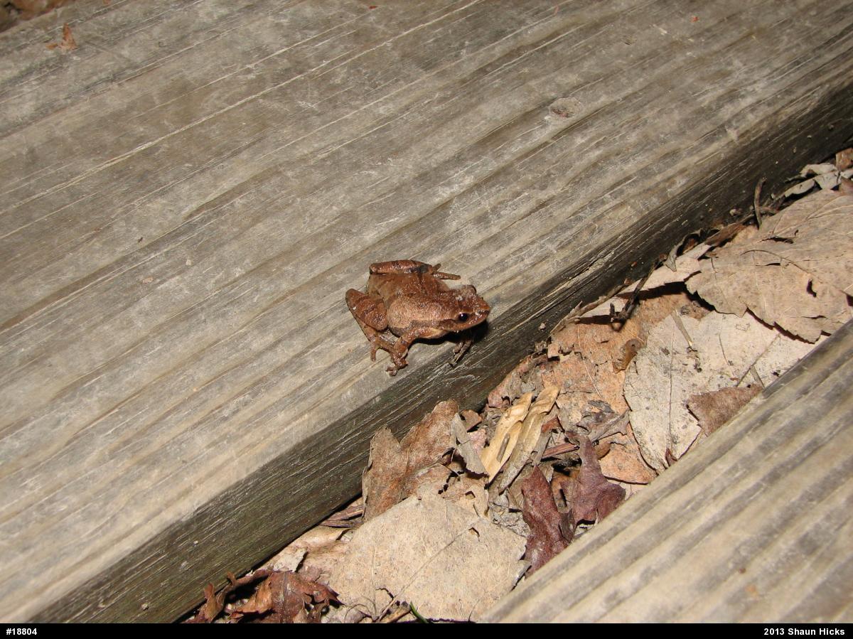 Spring Peeper