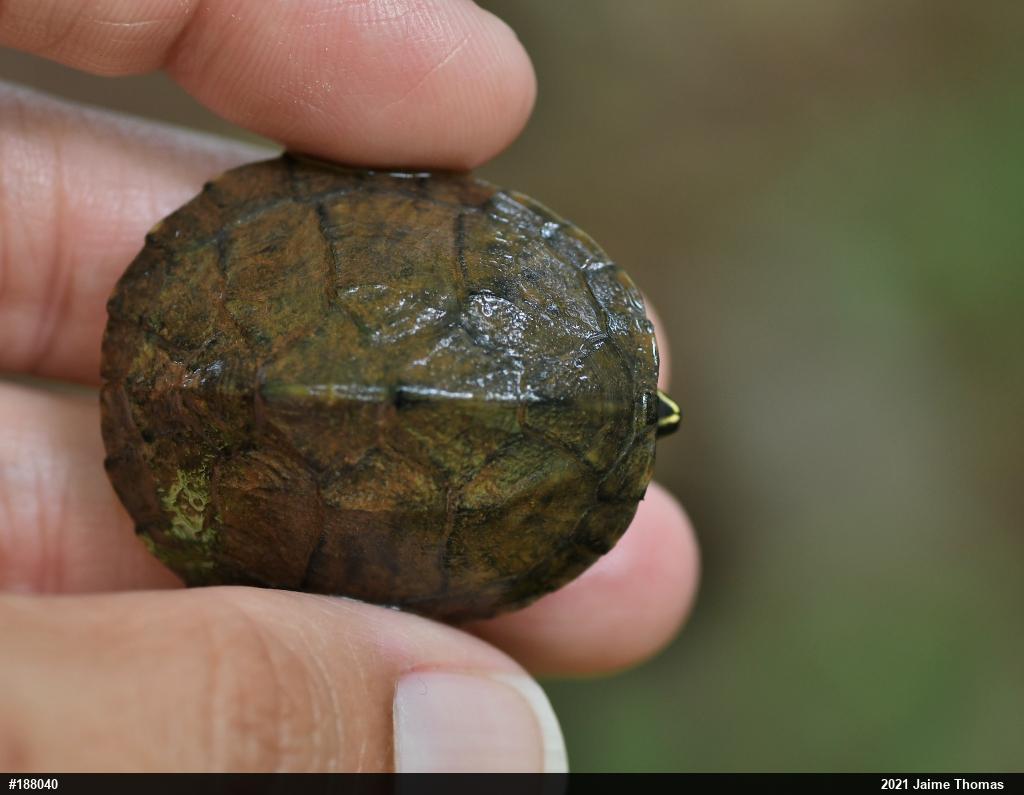 Eastern Musk Turtle