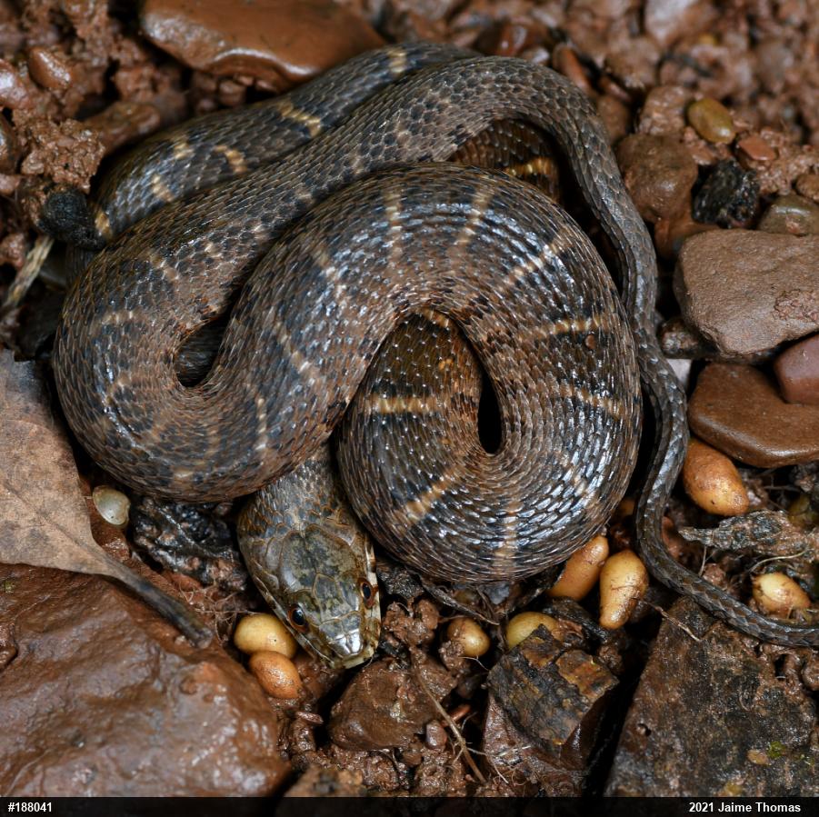 Northern Watersnake