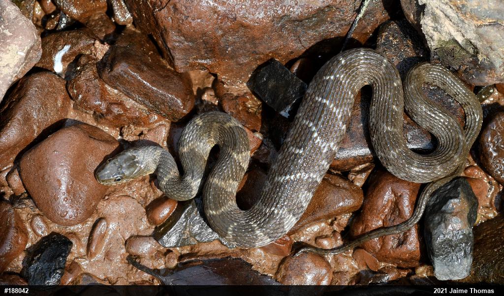 Northern Watersnake