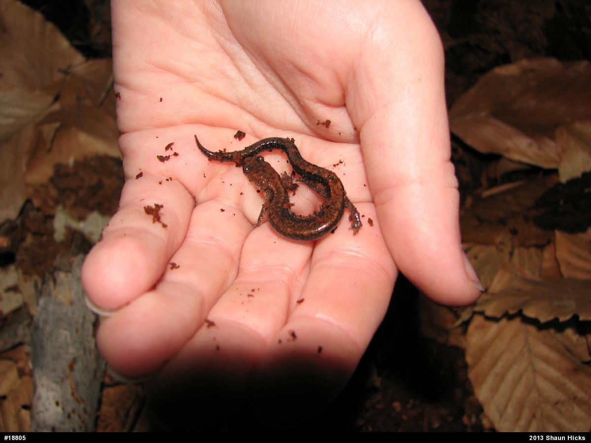 Eastern Red-backed  Salamander