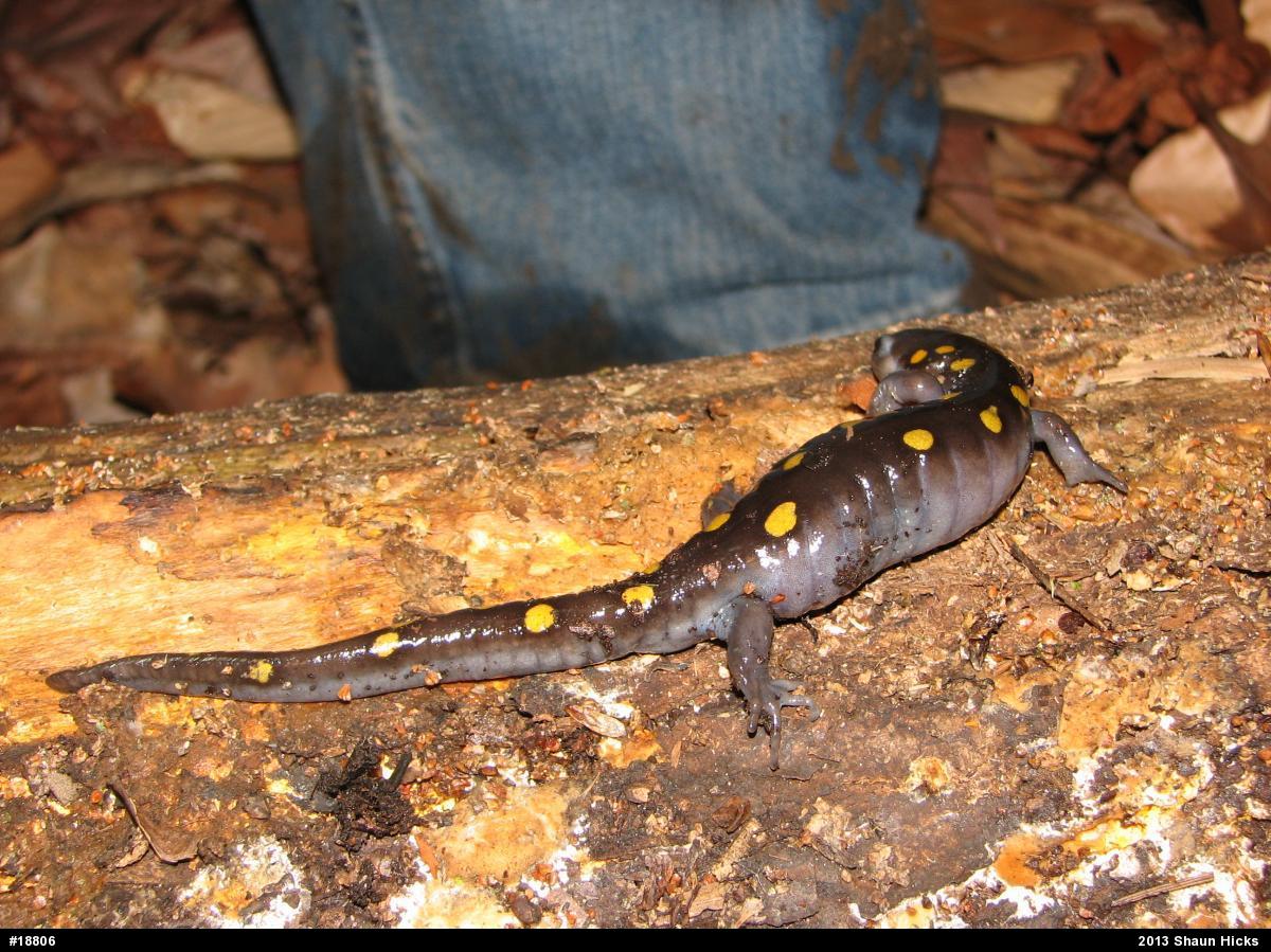Spotted Salamander