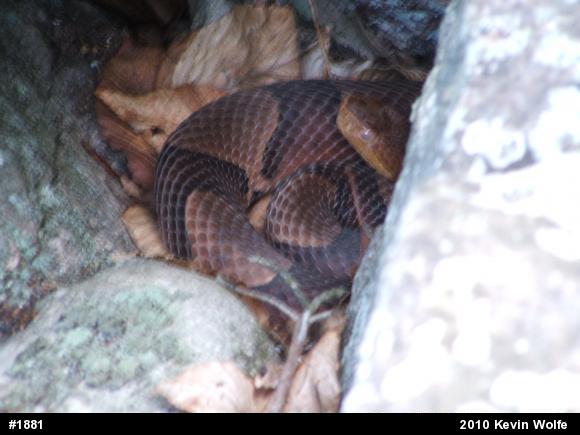 Northern Copperhead
