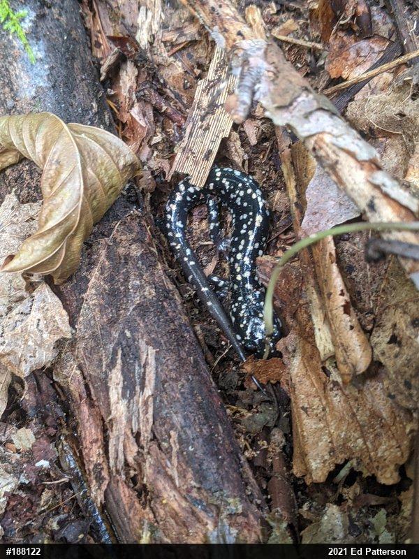 Northern Slimy Salamander
