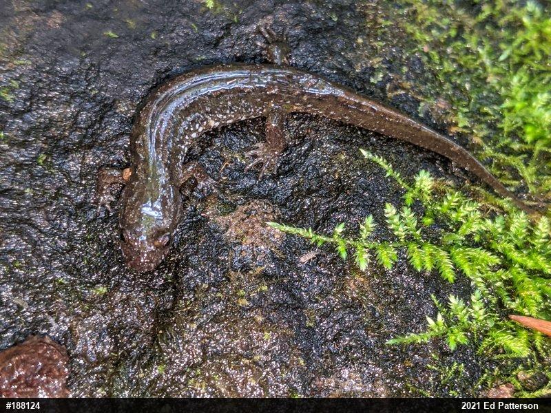 Northern Dusky Salamander