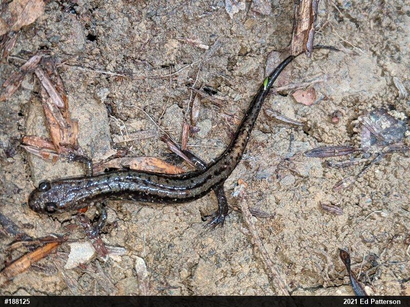 Allegheny Mountain Dusky Salamander
