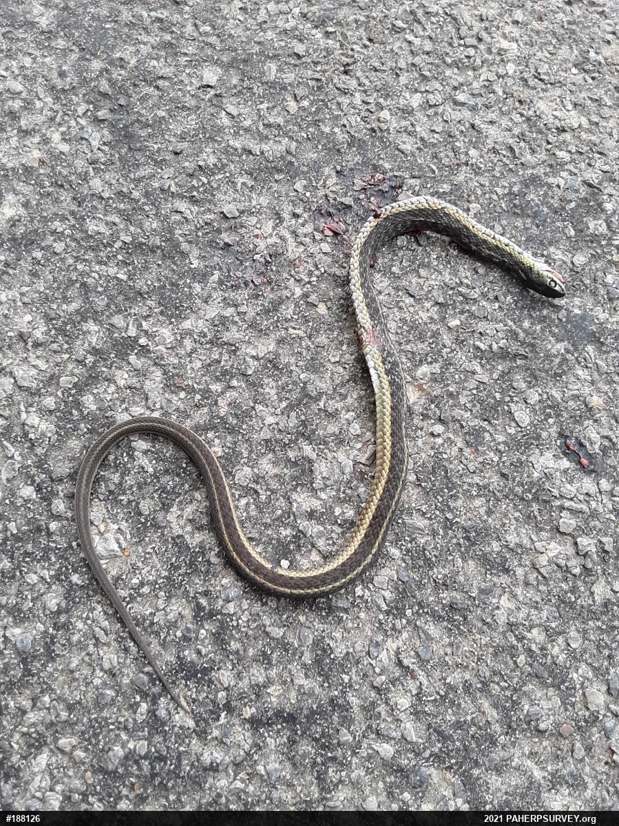 Eastern Gartersnake