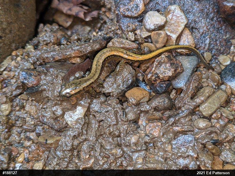 Northern Two-lined Salamander