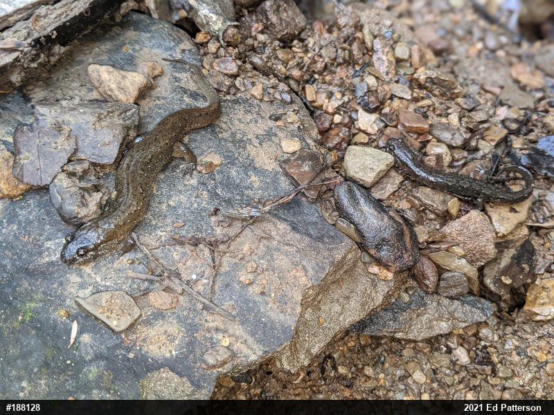 Northern Dusky Salamander