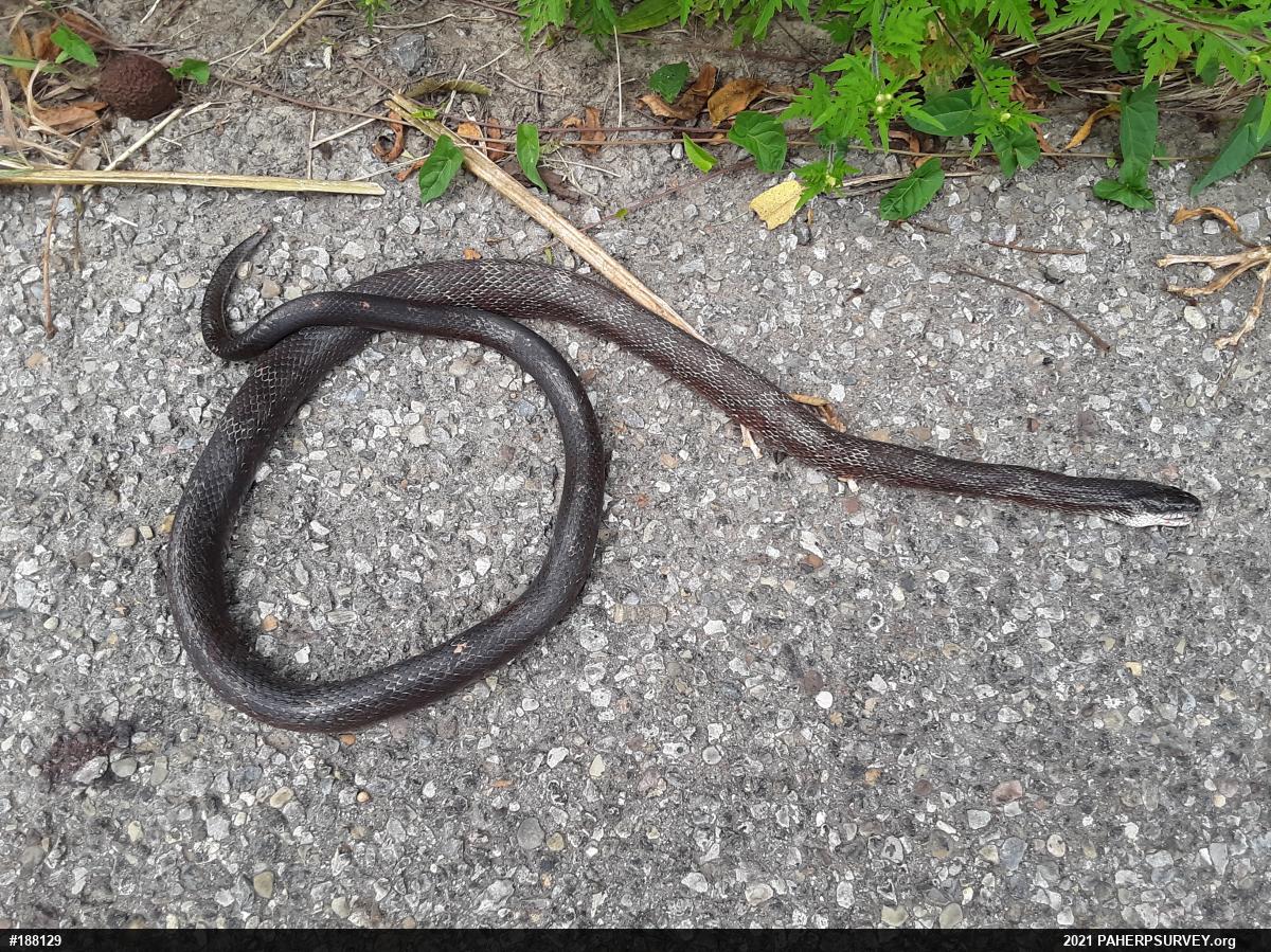 Eastern Ratsnake