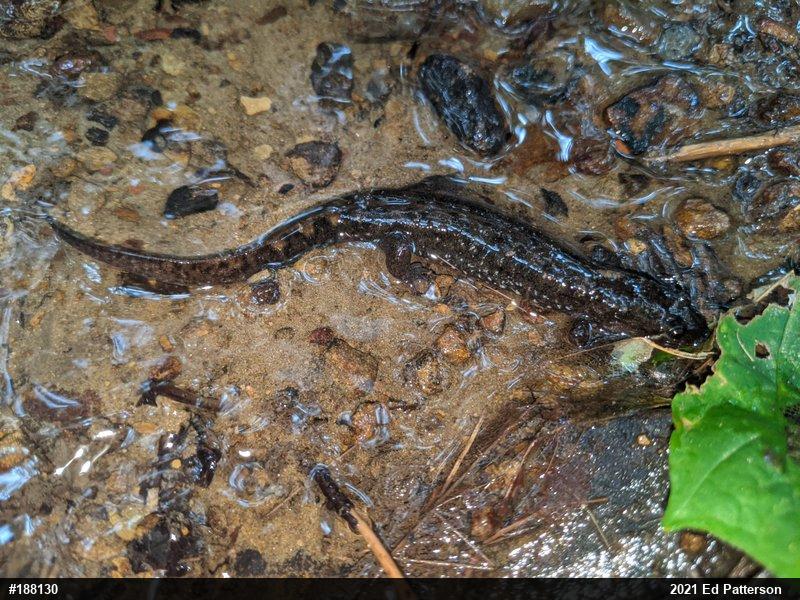 Seal Salamander