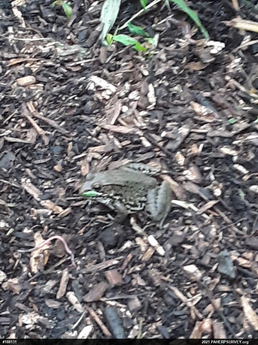 Green Frog