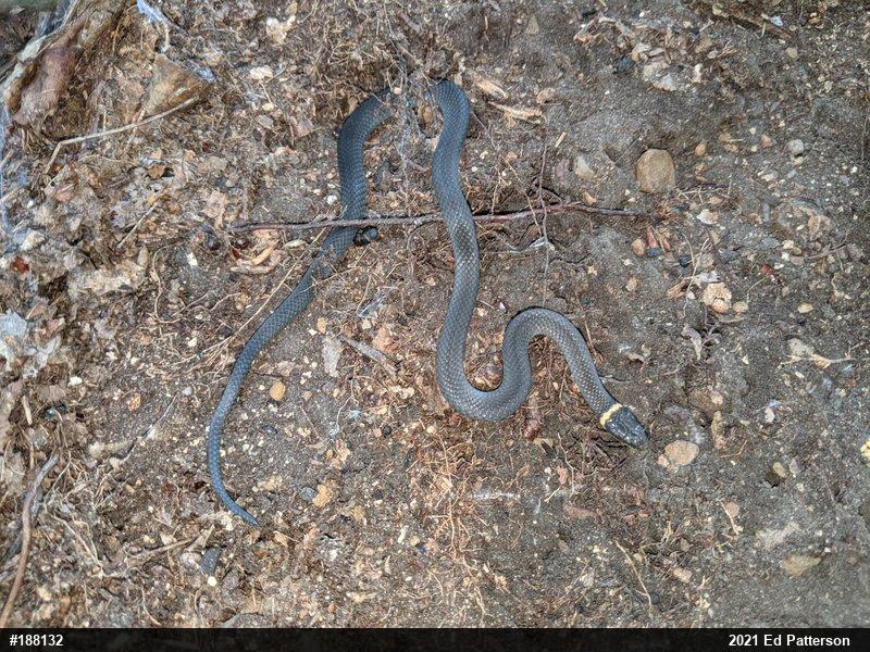 Northern Ring-necked Snake