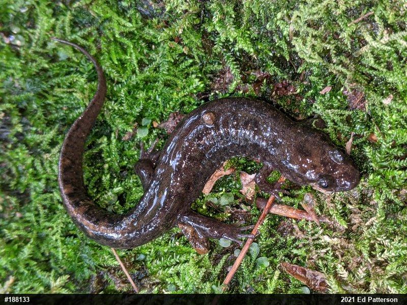 Seal Salamander