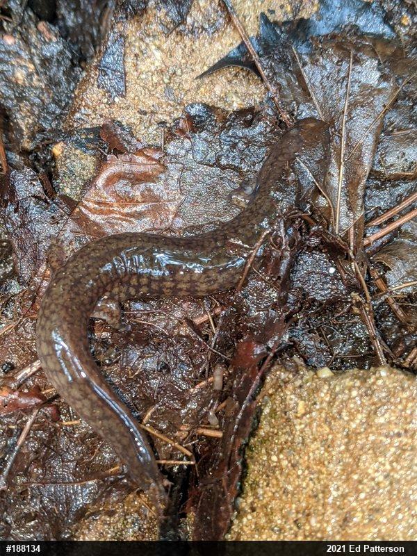 Northern Spring Salamander