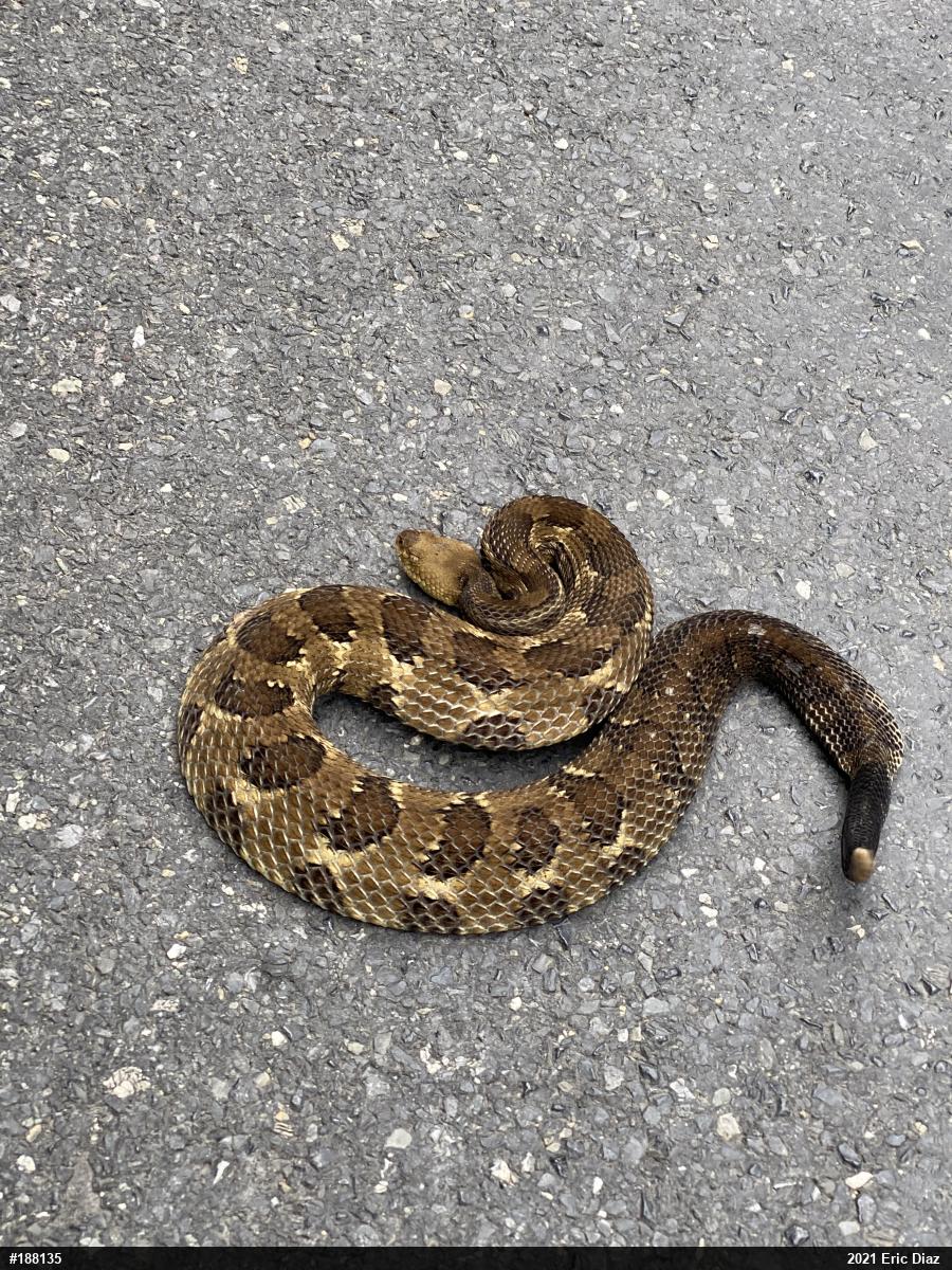 Timber Rattlesnake