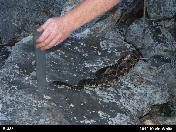 Timber Rattlesnake