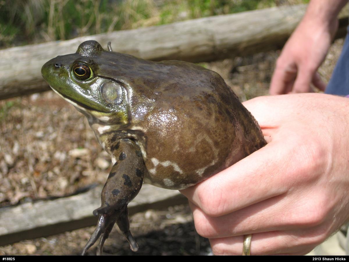 American Bullfrog