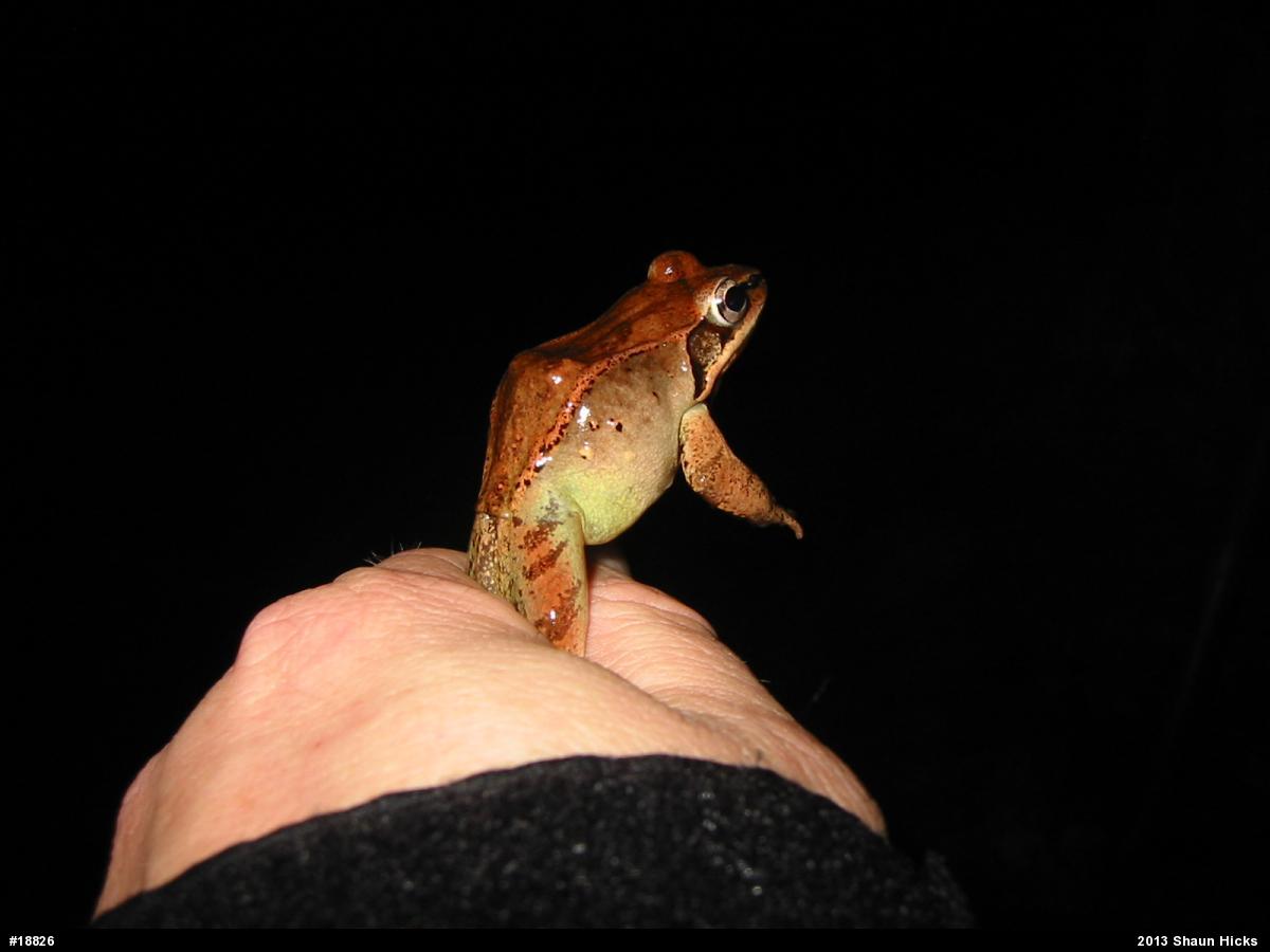 Wood Frog