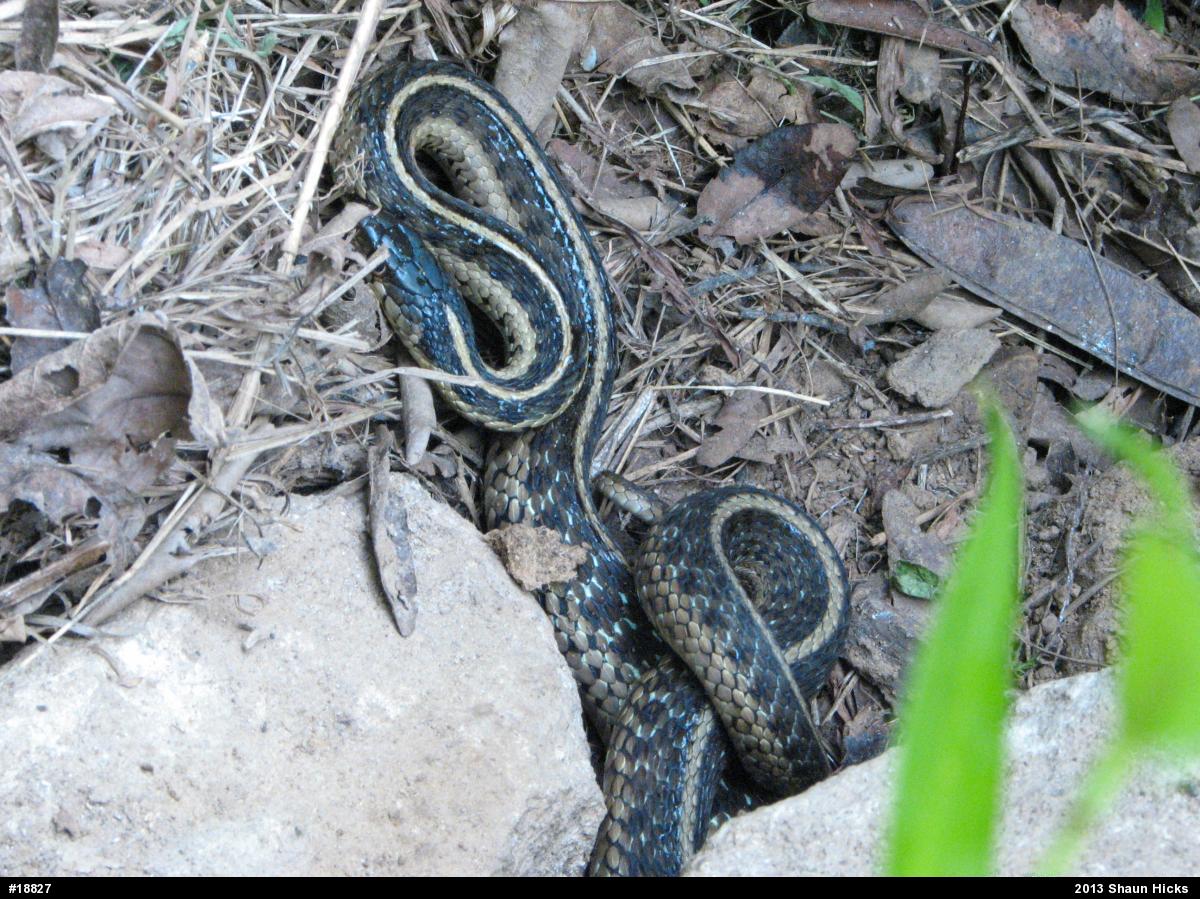 Eastern Gartersnake