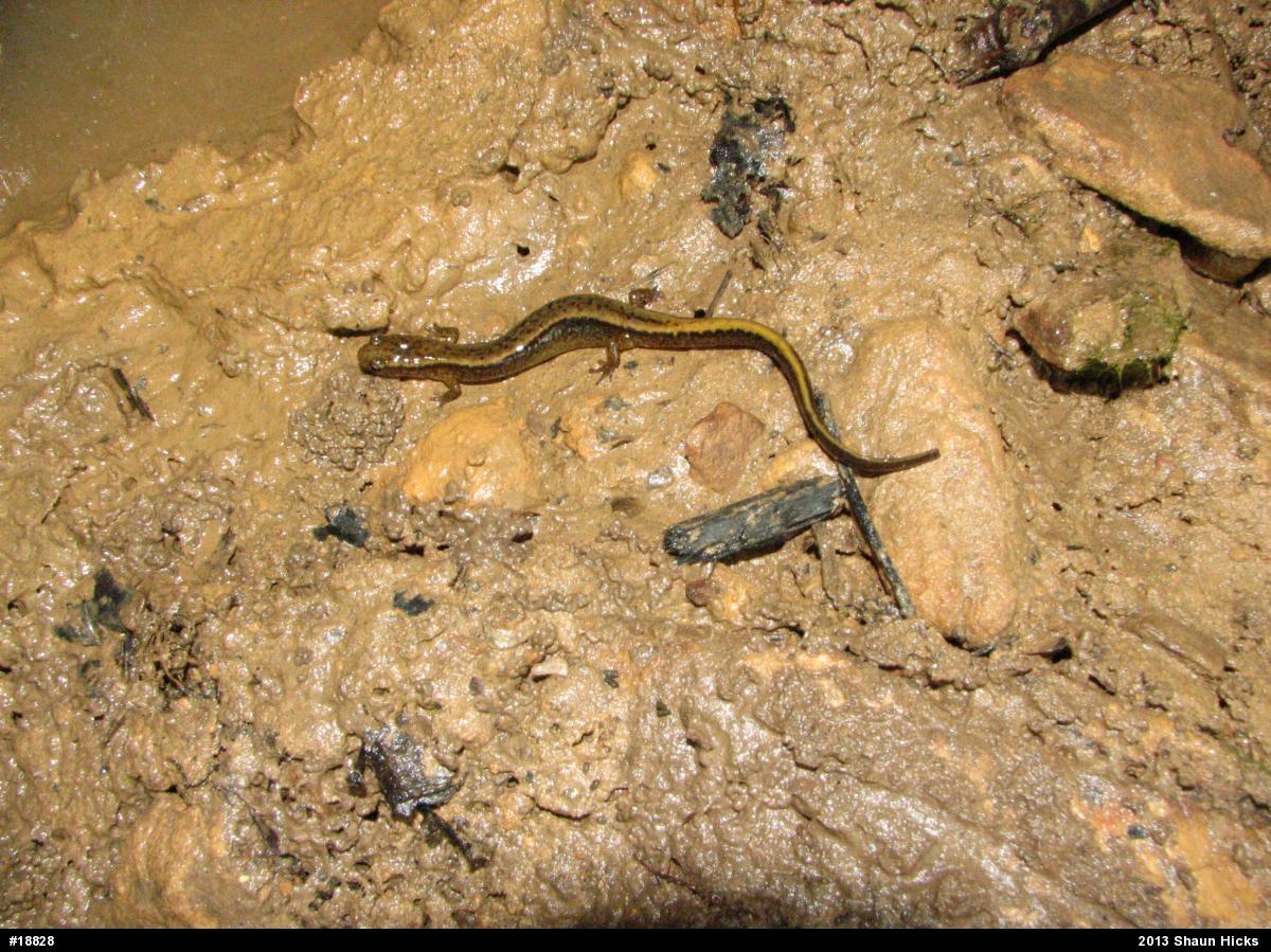 Northern Two-lined Salamander