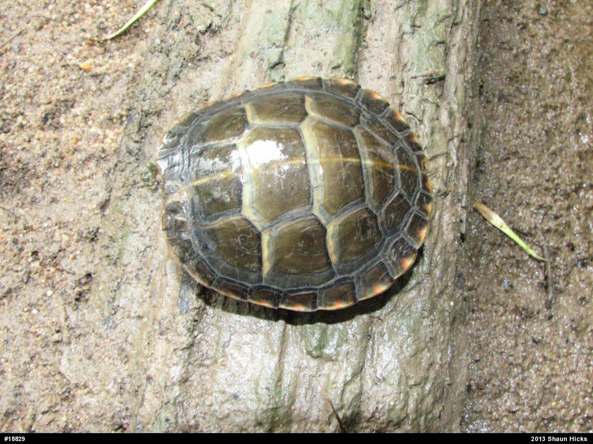 Eastern Painted Turtle
