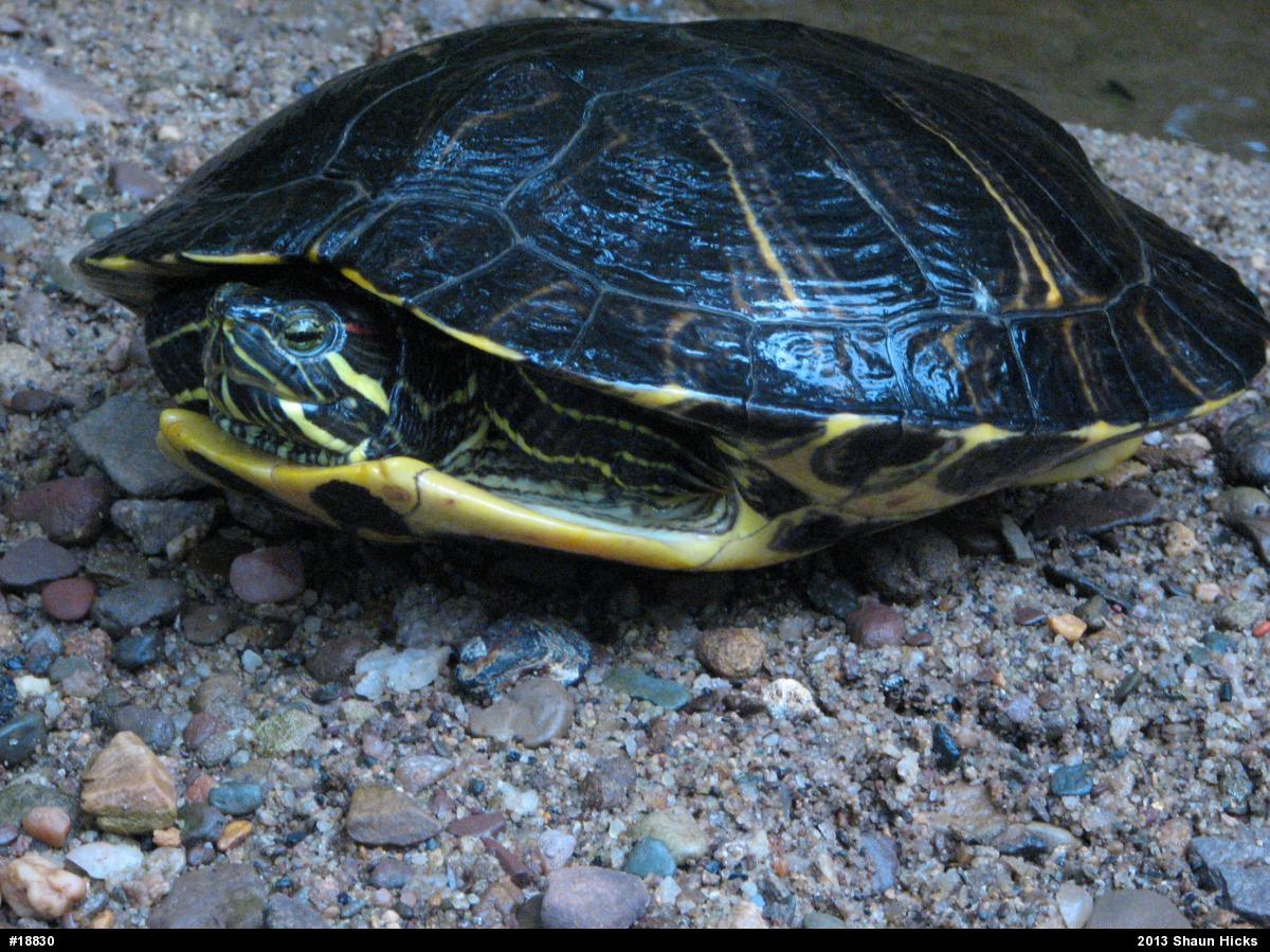 Red-eared Slider