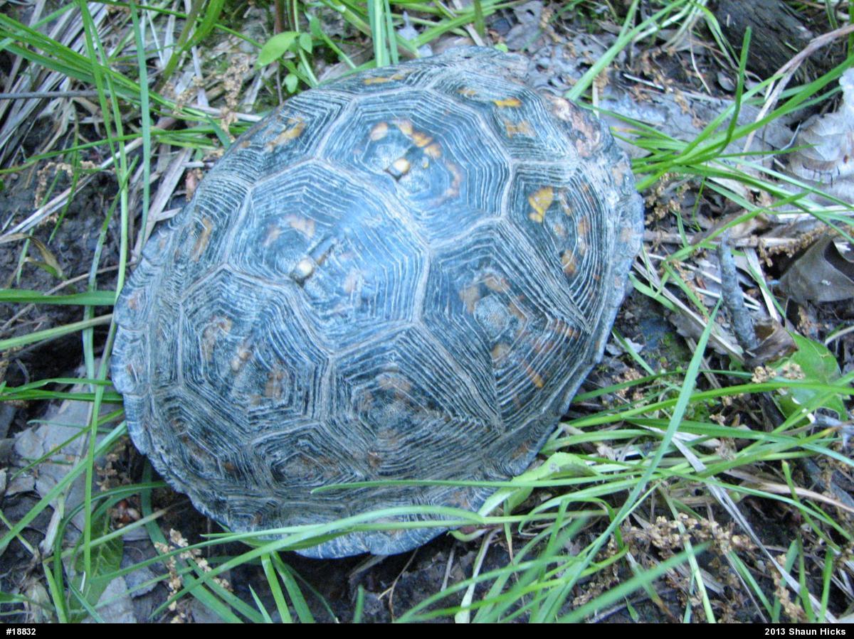 Eastern Box Turtle