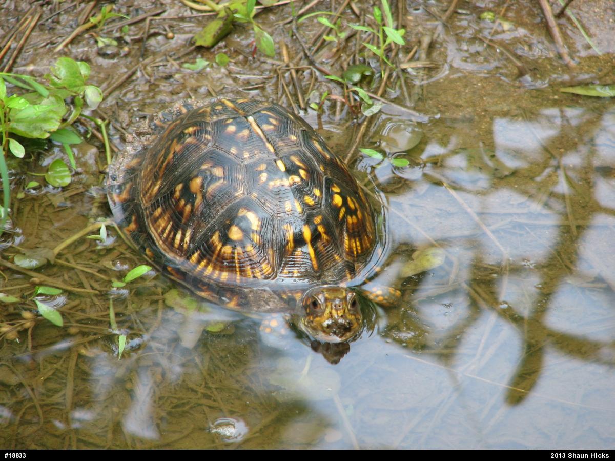 Eastern Box Turtle