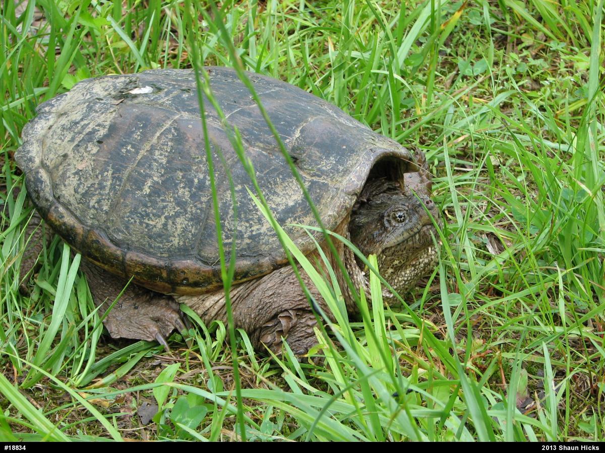 Snapping Turtle