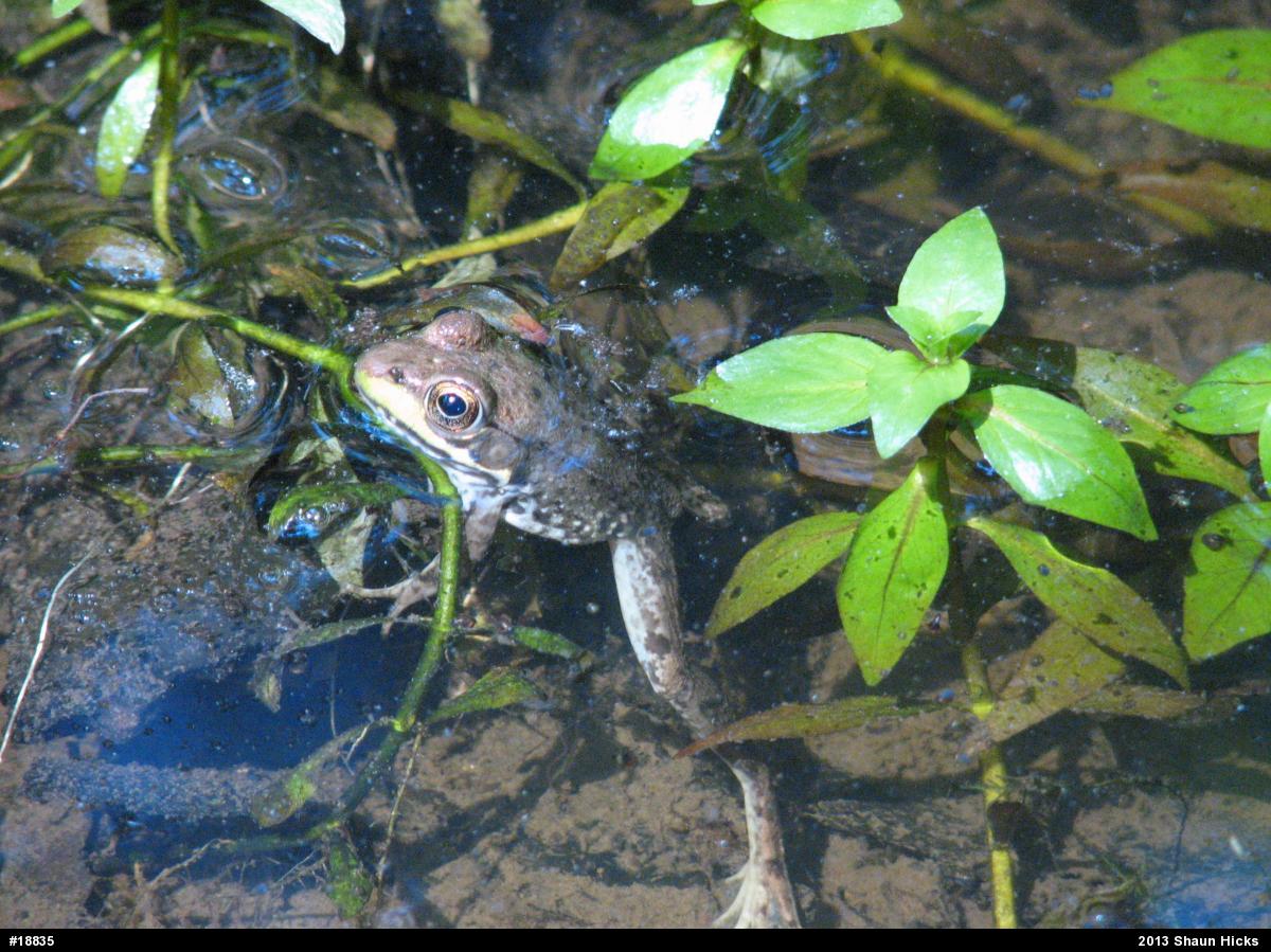 Green Frog