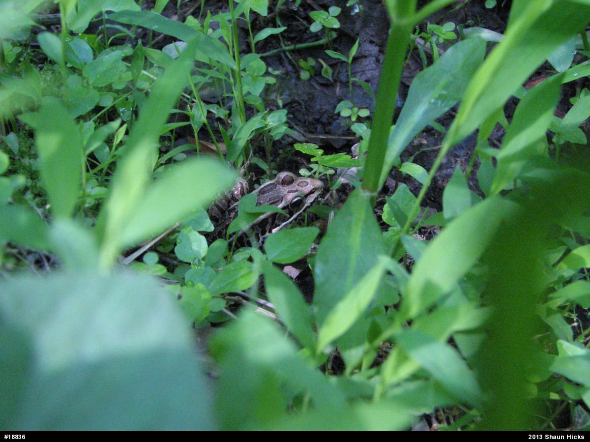 Pickerel Frog