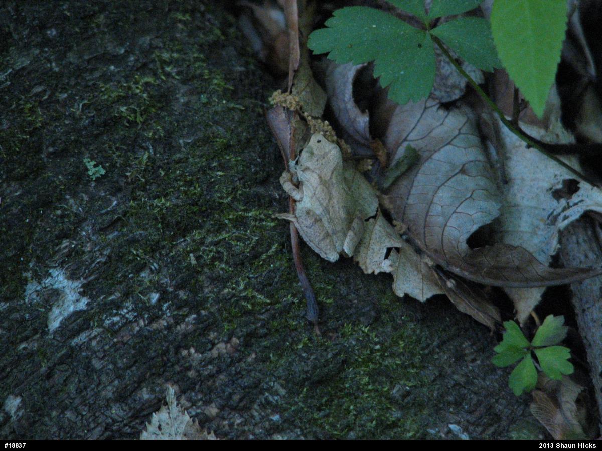 Spring Peeper