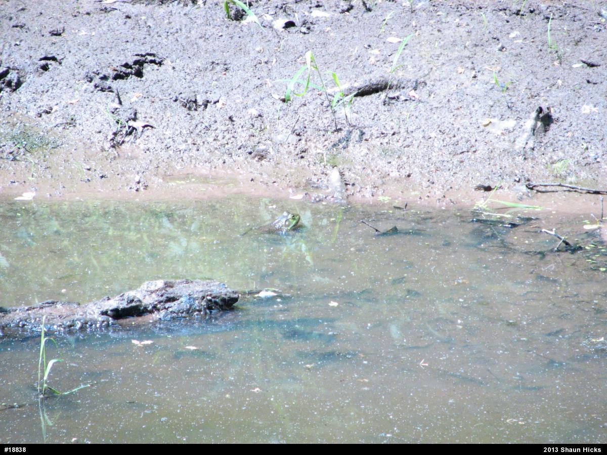 American Bullfrog