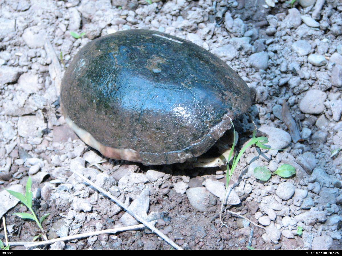 Eastern Musk Turtle
