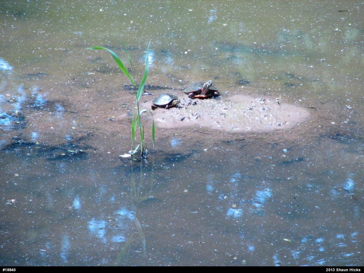 Eastern Painted Turtle