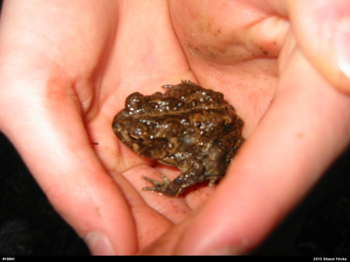 Eastern American Toad