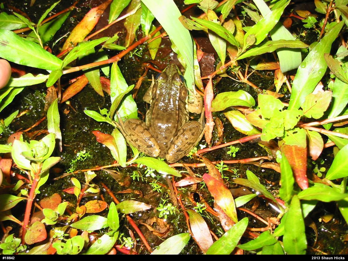 Green Frog