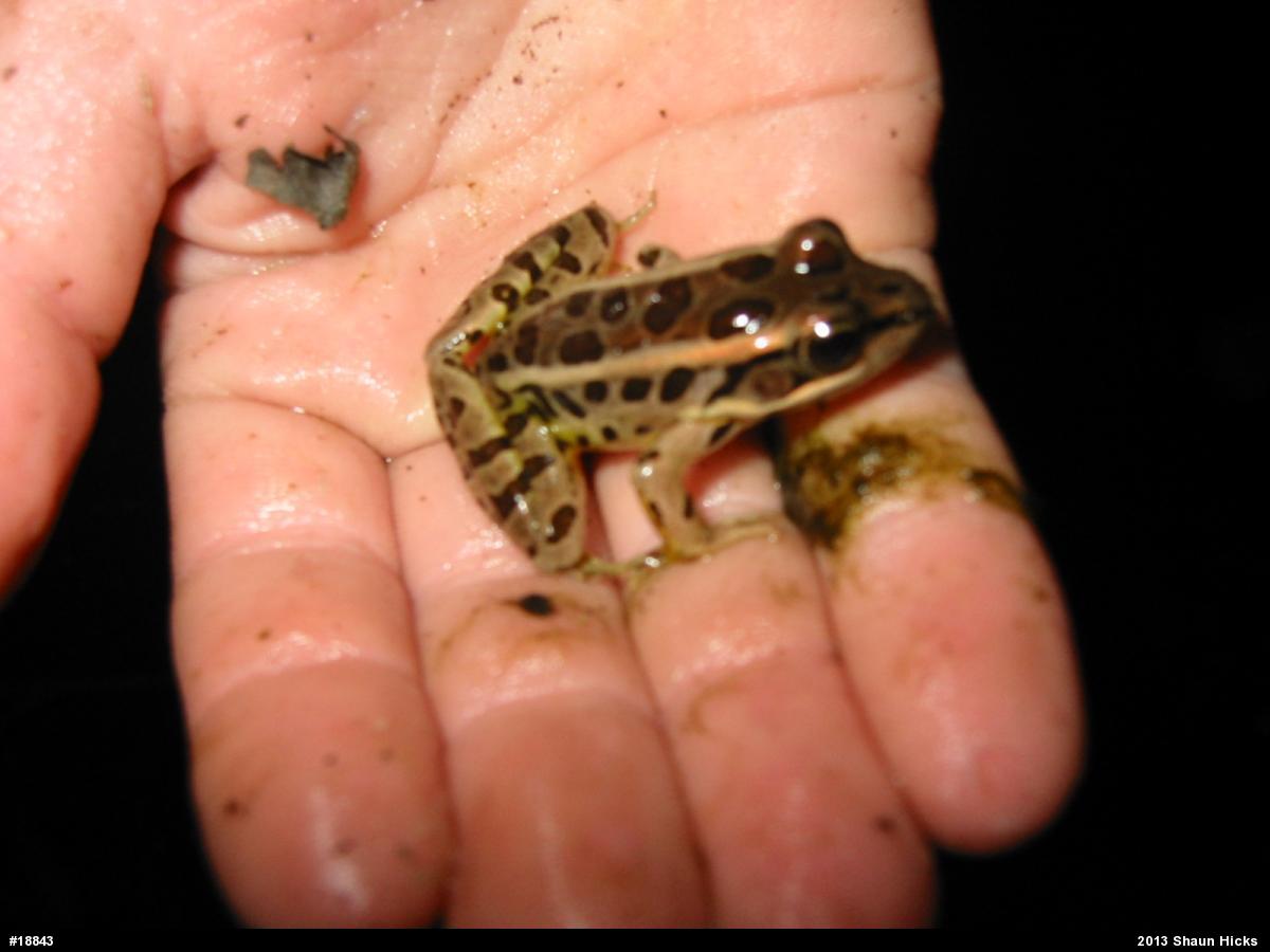 Pickerel Frog